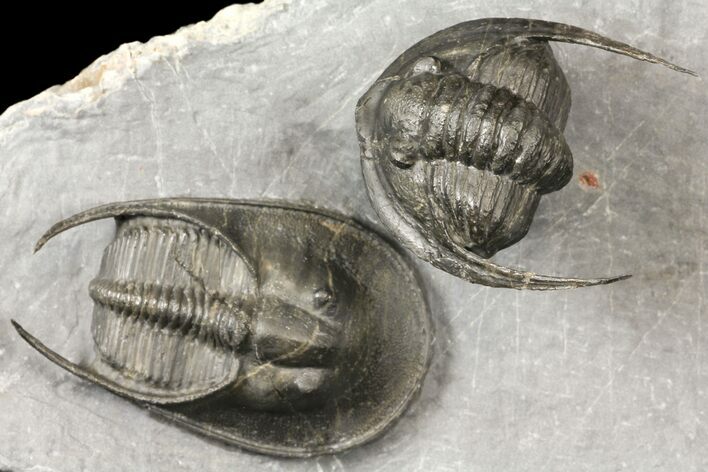 Scotoharpes Trilobite With Cornuproetus - Boudib, Morocco #125133